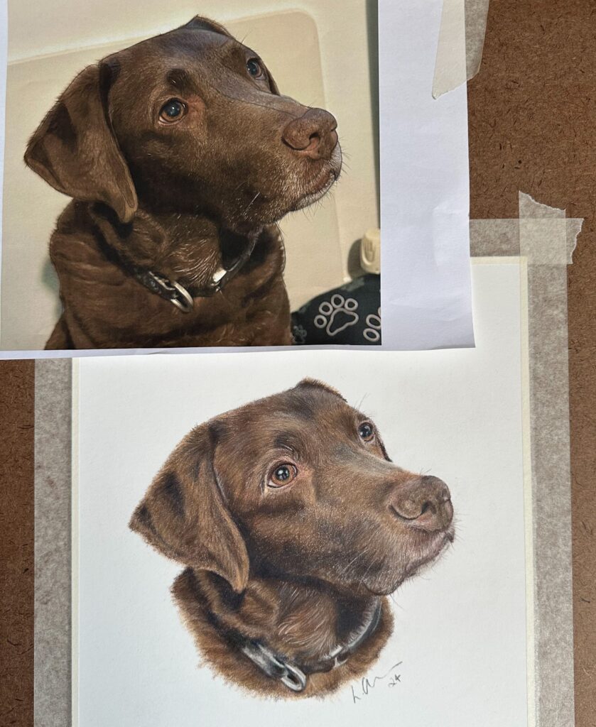 Chocolate Labrador Coloured Pencil Drawing in drawing board with reference photo