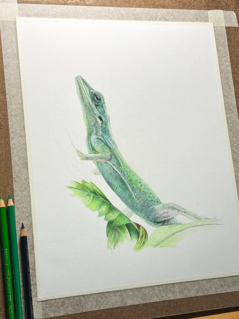 Green anole colour pencil drawing incomplete on drawing desk with colour pencils