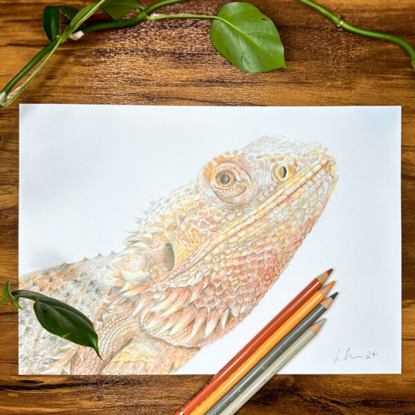 Bearded Dragon colour pencil drawing A4 print. Shown with colour pencils