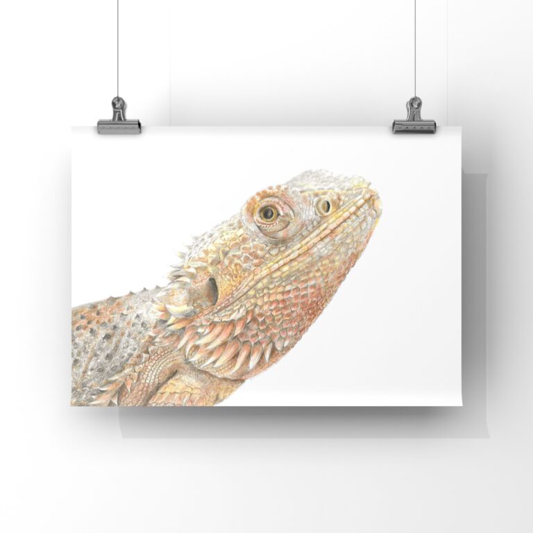 Bearded Dragon Print : Hand Drawn Reptile Art (A4)