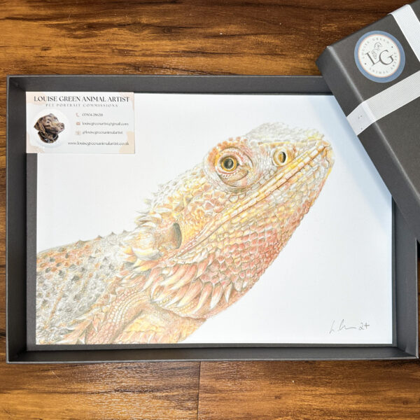 Bearded Dragon colour pencil drawing. A4 print gift wrapped in presentation box