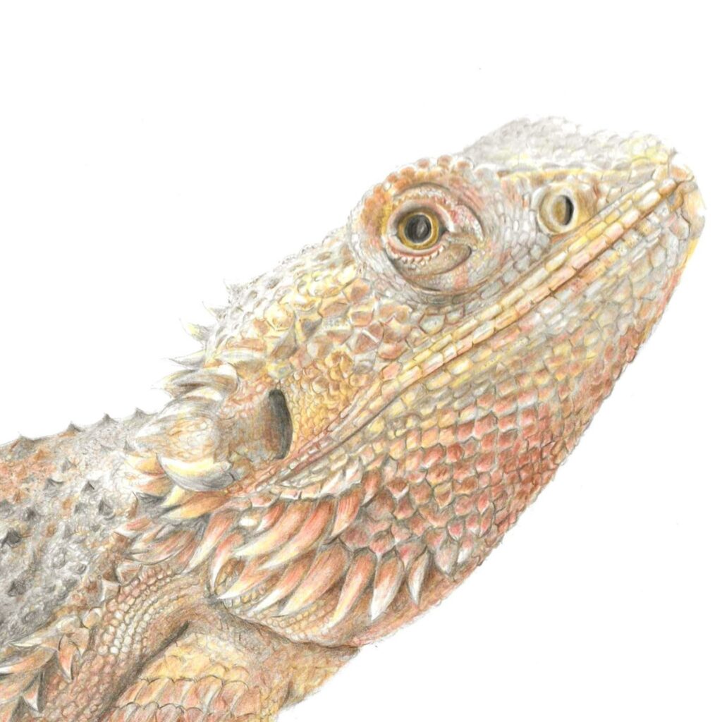 Bearded dragon colour pencil drawing. Head and shoulder portrait