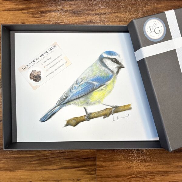 Blue Tit A4 print gift wrapped in presentation box