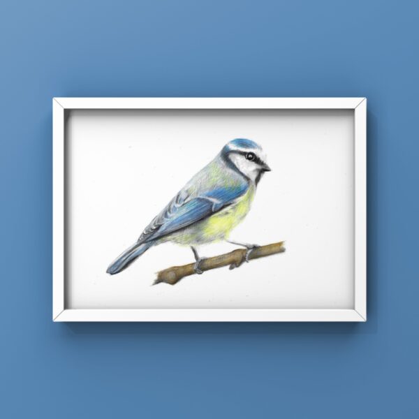 Blue tit colour pencil drawing A4 print framed on blue wall