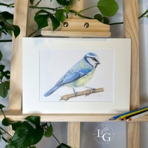 Artists original signed blue tit colour pencil drawing in mount on easel