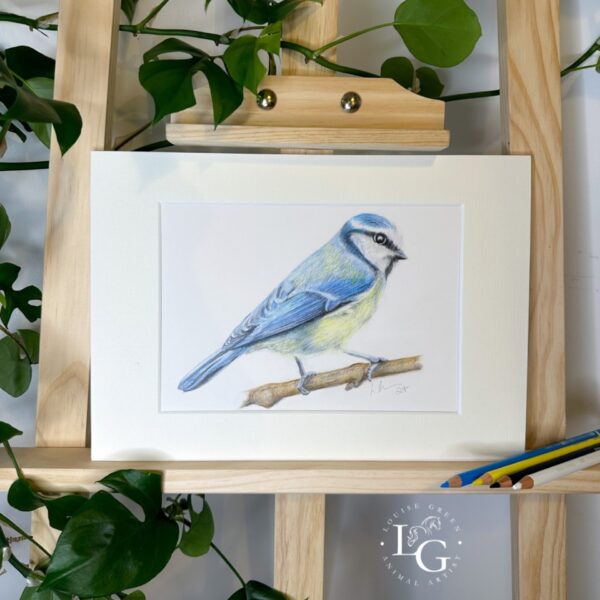 Artists original signed blue tit colour pencil drawing in mount on easel