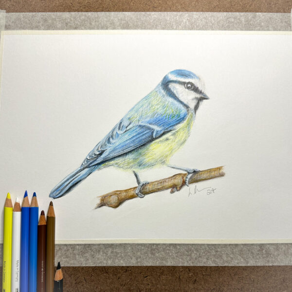 Original blue tit drawing in colour pencils. A small blue bird with yellow breast sat on a small branch. Drawing tapes to drawing board with colour pencils in bottom left corner