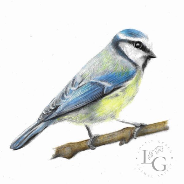 Blue tit colour pencil drawing by Louise Green Animal Artist