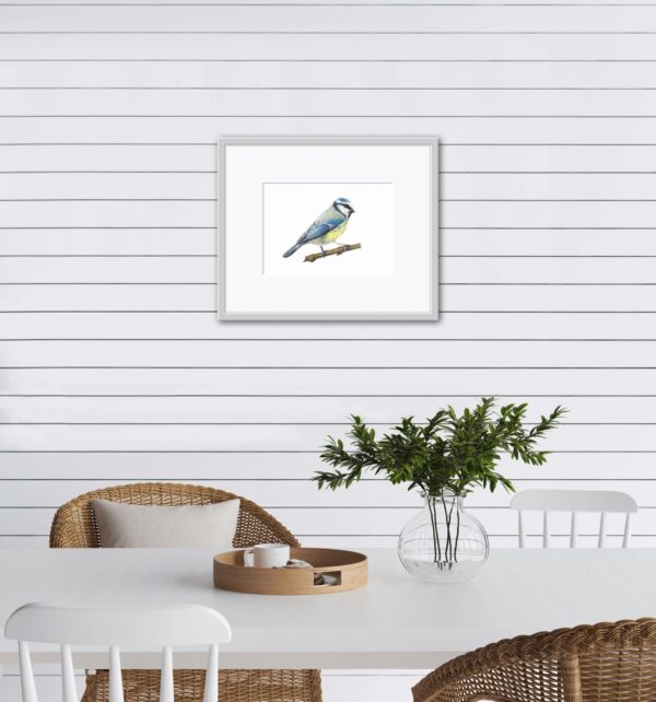 Blue Tit colour pencil drawing. A4 print framed and hanging on a white wall in a dining room