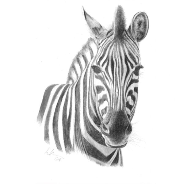 Chapmans zebra colour pencil drawing animal portrait