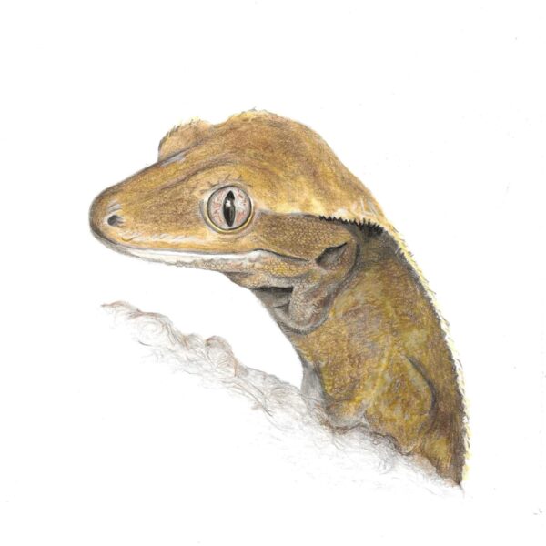 Crested Gecko colour pencil drawing