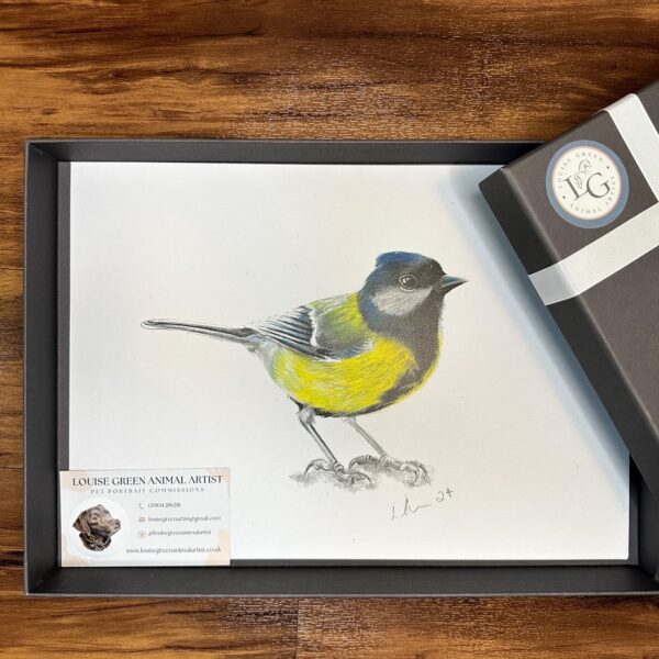 Great Tit A4 print in a presentation gift box