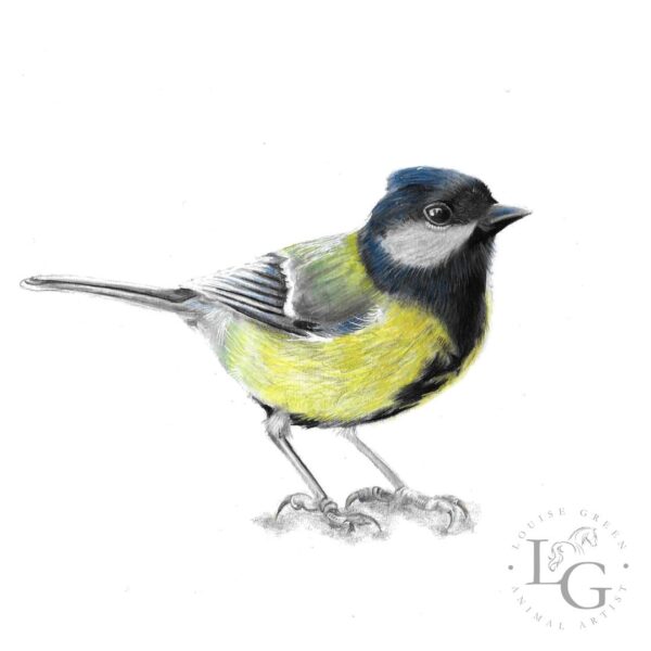 Great tit colour pencil drawing by Louise Green Animal Artist