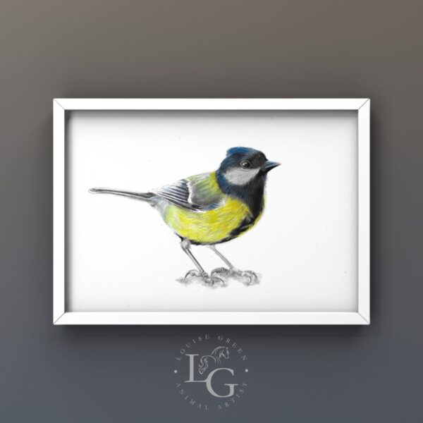 Great Tit colour pencil drawing framed on a dark wall