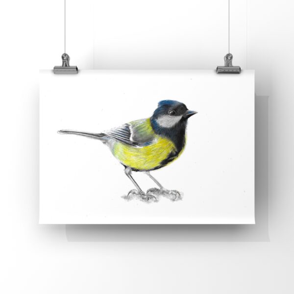 Great Tit Print : Hand Drawn Bird Art (A4)