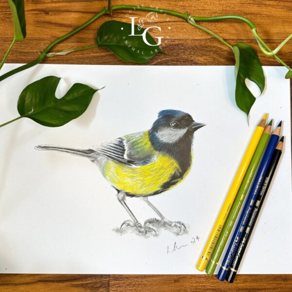 Great Tit A4 print with colour pencils on wooden background