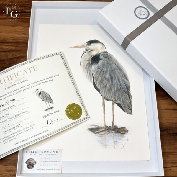 Grey heron colour pencil drawing original 11 x 14 piece gift boxed with certificate