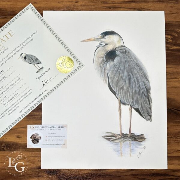 Grey Heron colour pencil drawing 11 x 14 original artwork with certificate of authenticity