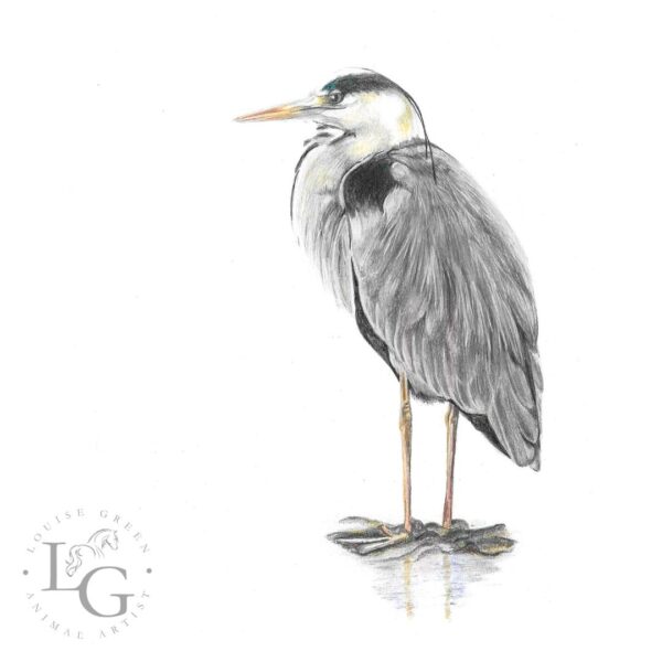 Grey heron colour pencil drawing