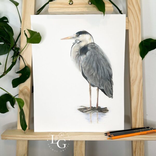 Grey heron original colour pencil 11x14 artwork. On wooden easel