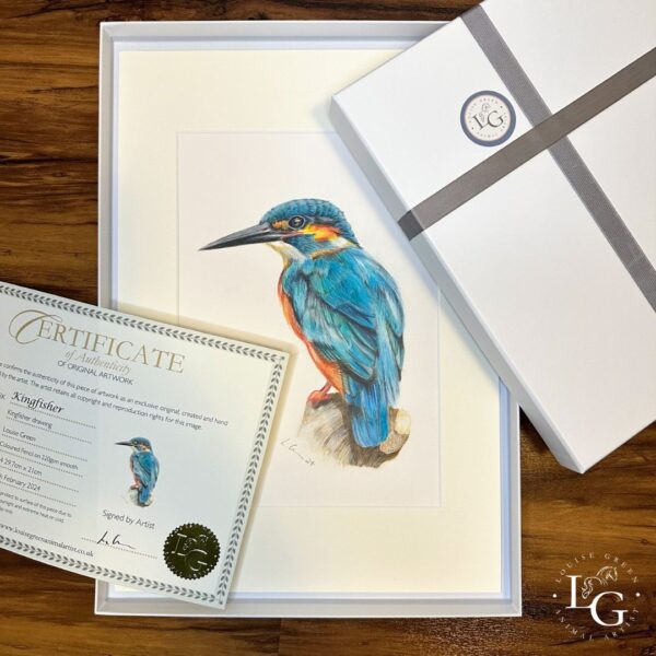 Original Kingfisher colour pencil drawing in gift box with certificate