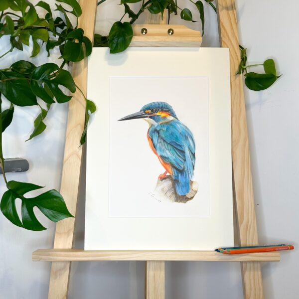 Kingfisher color pencil drawing mounted on easel