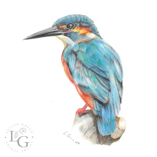 Kingfisher colour pencil drawing