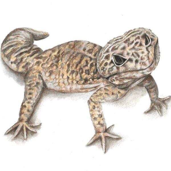 Leopard Gecko colour pencil drawing on white background