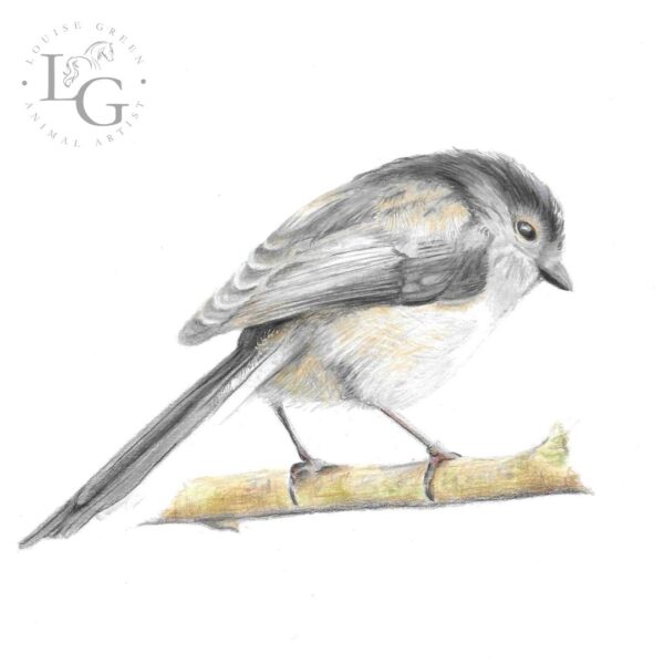 Long tailed Tit sat on twig colour pencil artwork