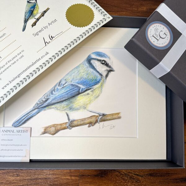 Blue Tit Original drawing gift wrapped on box with certificate