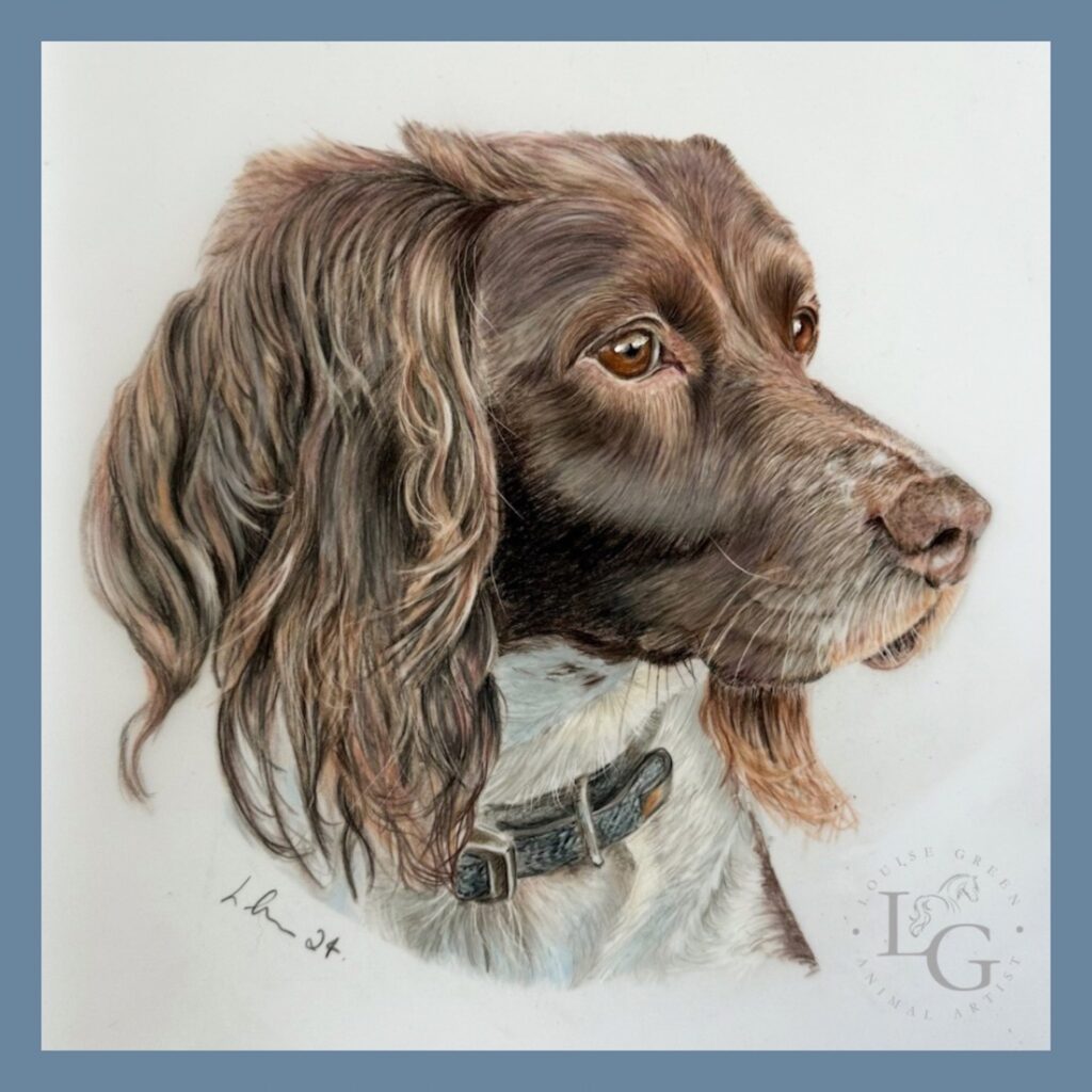 Springer Spaniel Portrait colour pencil drawing by Louise Green Animal Artist