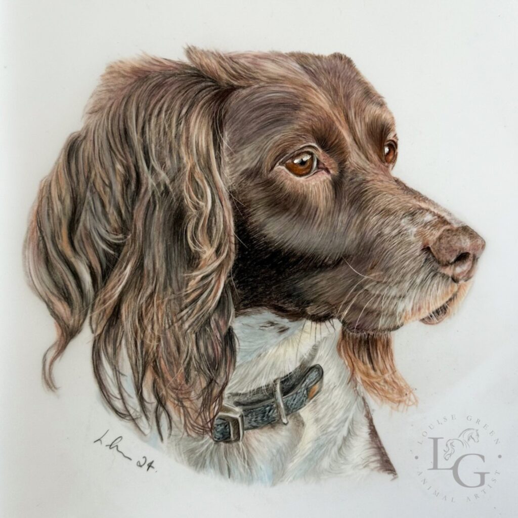 Colour pencil drawing of a springer spaniel. Dog head and shoulder portrait