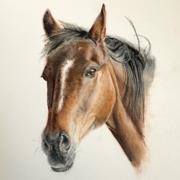 Tyler brown horse colour pencil pet portrait on pastelmat paper