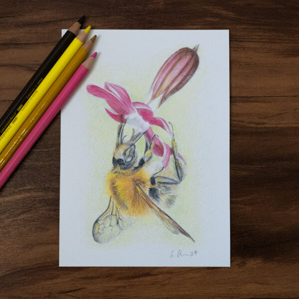 Bumblebee A4 print. Colour Pencil Art