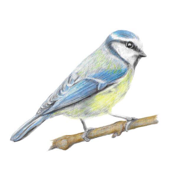 Blue Tit colour pencil drawing by artist.