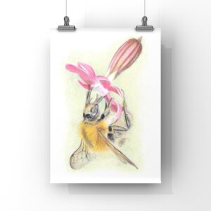 Colour pencil drawing of a bumblebee on a pink flower. It is hanging upside down on the flower against a plain white background