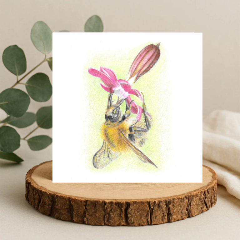 Bumblebee on Campion Card : Bee and Flower Art (6″ x 6″)