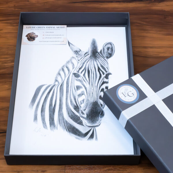 Chapmans Zebra colour pencil drawing. A4 print in presentation gift box