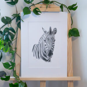 Chapmans Zebra colour pencil drawing. A4 print in white mount matt. Displayed on easel