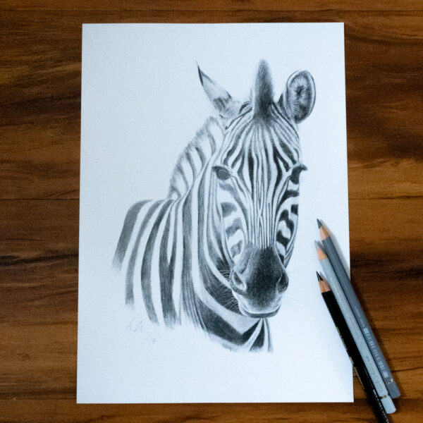 Chapmans Zebra A4 colour pencil drawing print, signed by artist shown with colour pencils