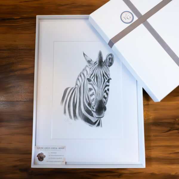 Chapmans Zebra colour pencil drawing. A4 print in white mount matt. With presentation gift box