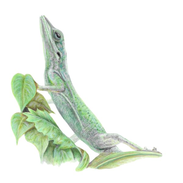 Green Anole small green lizard. Colour pencil drawing of lizard climbing up leaves