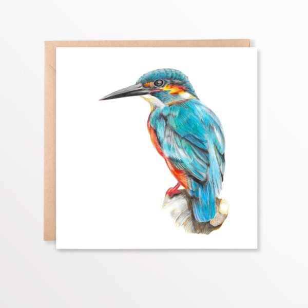 Kingfisher card. Kingfisher bird colour pencil drawing on square card with kraft brown envelope