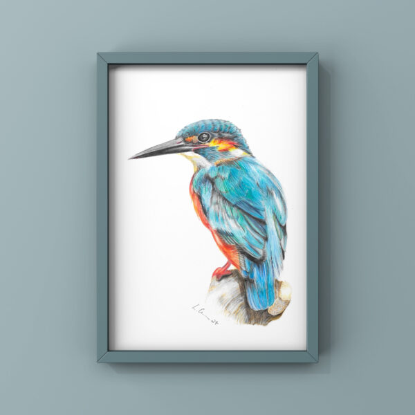 A4 kingfisher colour pencil print framed on wall