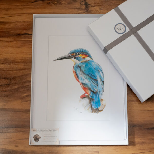 Colour pencil Kingfisher A4 print in A3 mount. Presentation gift box