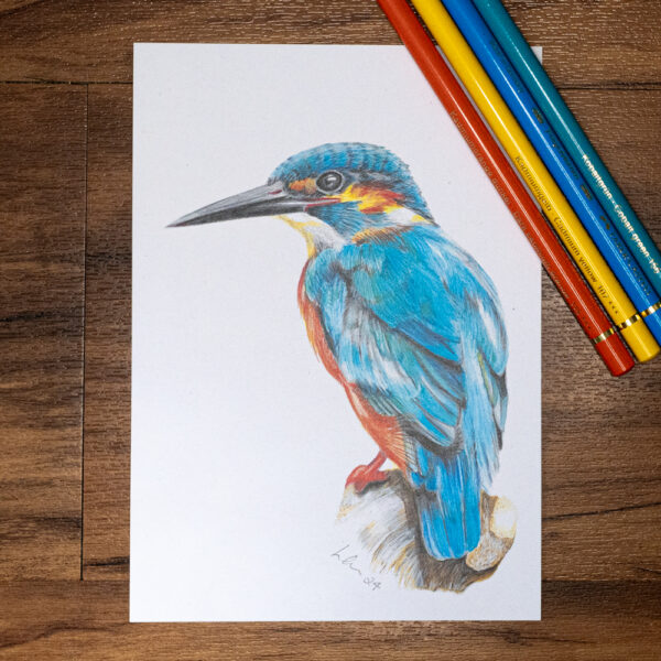 Kingfisher colour pencil A4 print unmounted