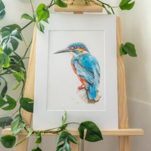 Kingfisher A4 colour pencil print in A3 mount on easy with plant