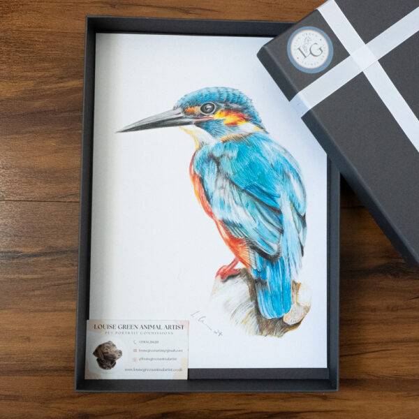 Kingfisher colour pencil drawing unmounted in presentation gift box