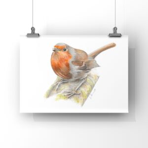 Colour pencil Robin. A small brown bird with a red breast sitting on a branch. The bird is drawn on a plain white background and the print hangs from two vertical wires by two metal clips
