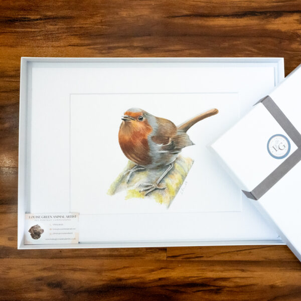 Robin A4 colour pencil print, mounted in presentation gift box